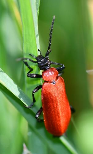 Réf. 253 587 : Pyrochroa coccinea